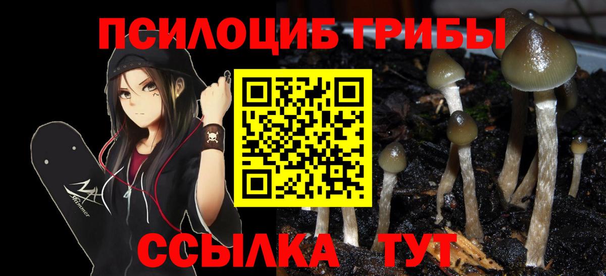 Псилоцибиновые грибы Psilocybine cubensis Ливны
